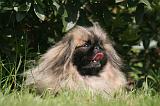 PEKINOIS 168